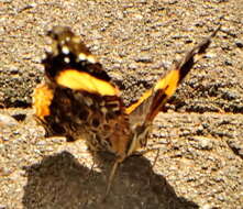 Image of Vanessa hippomene hippomene