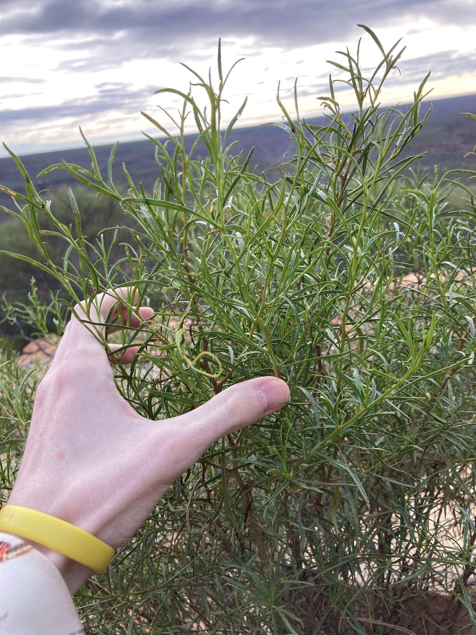 Image of Eremophila clarkei Oldfield & F. Muell.