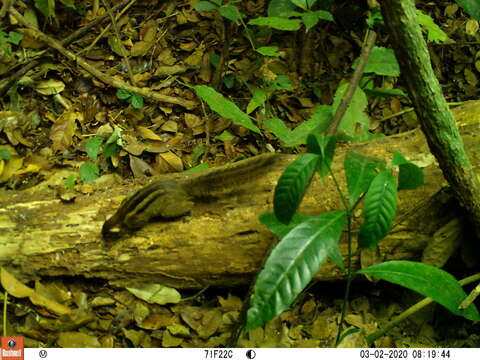 Image of Funisciurus lemniscatus (Le Conte 1857)