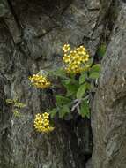 Image of Myosotis macrantha (Hook. fil.) Benth. & Hook. fil.