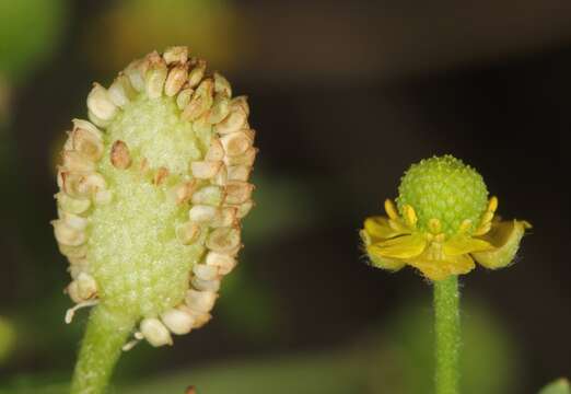 Image of cursed buttercup