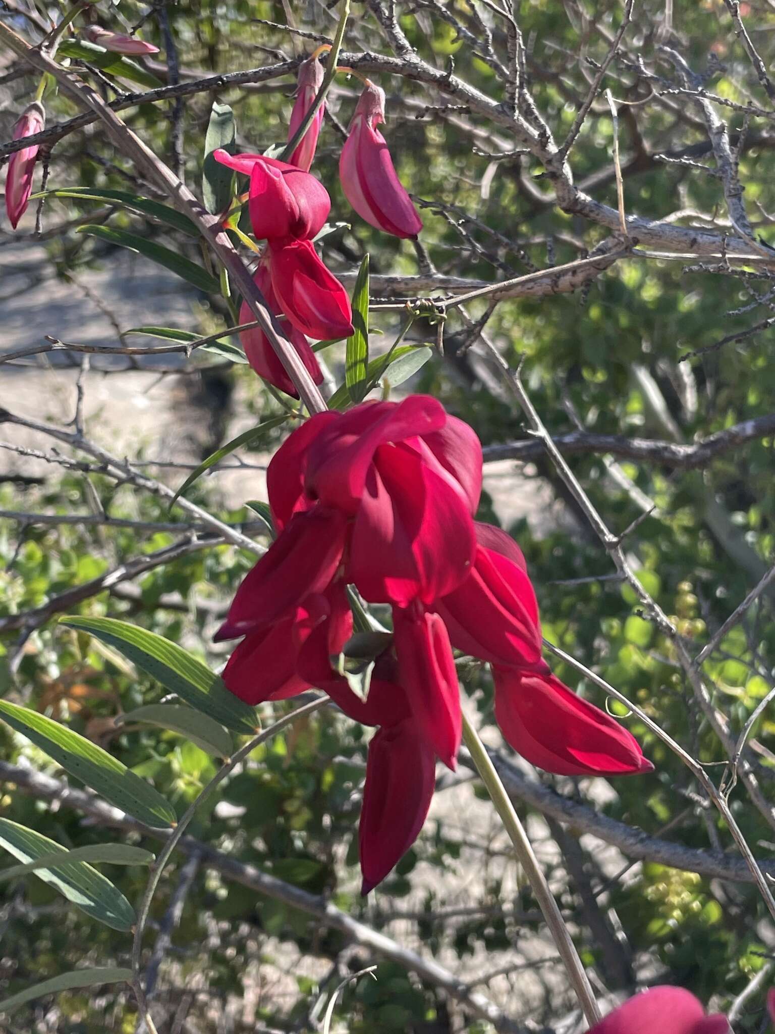 Imagem de Lathyrus splendens Kellogg