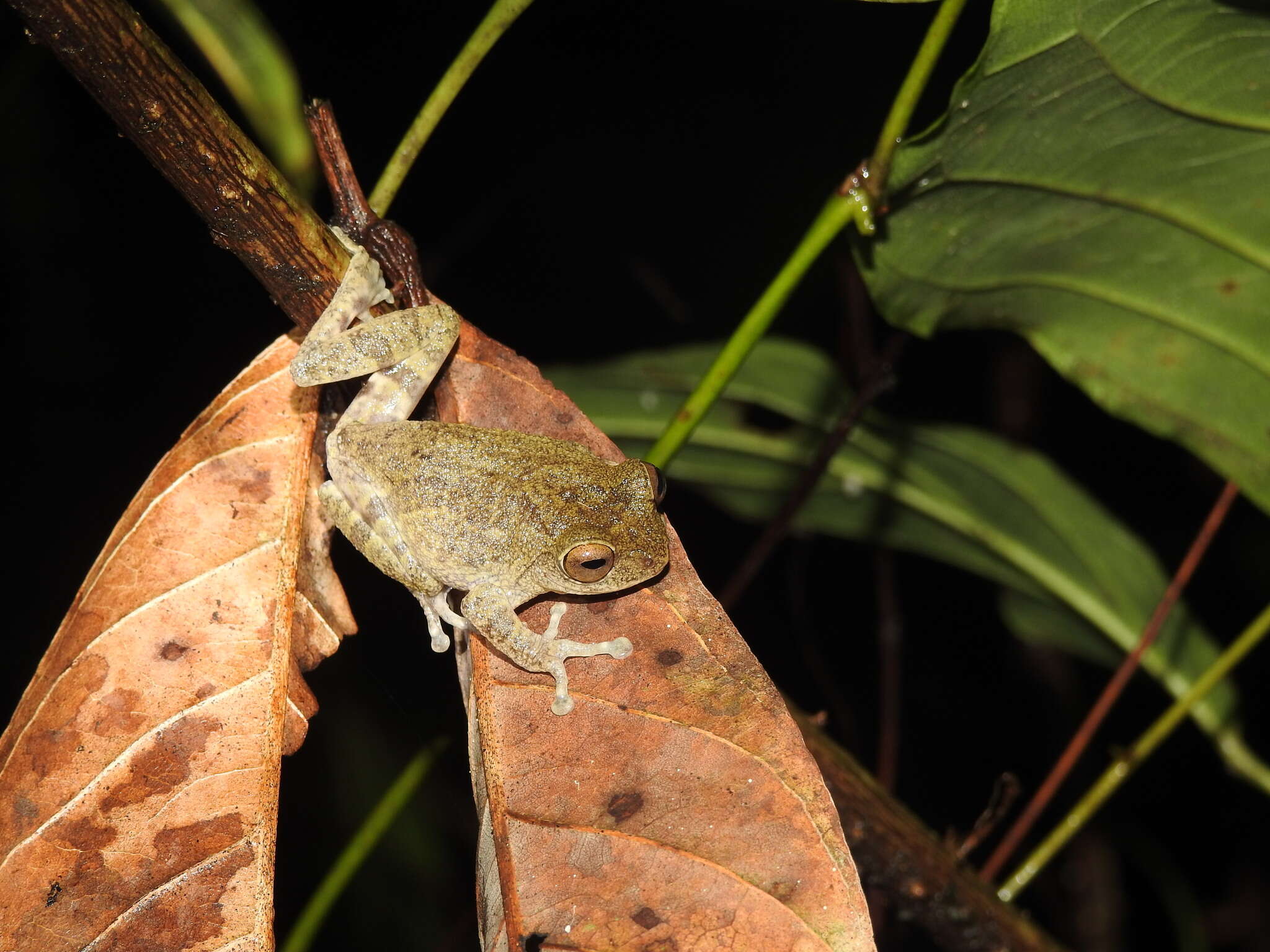 Image of Raorchestes hassanensis (Dutta 1985)