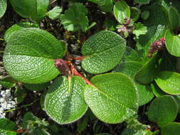 Image of netleaf willow