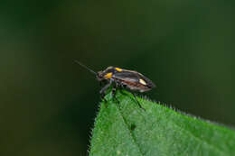 Image of Capsodes flavomarginatus (Donovan 1798)