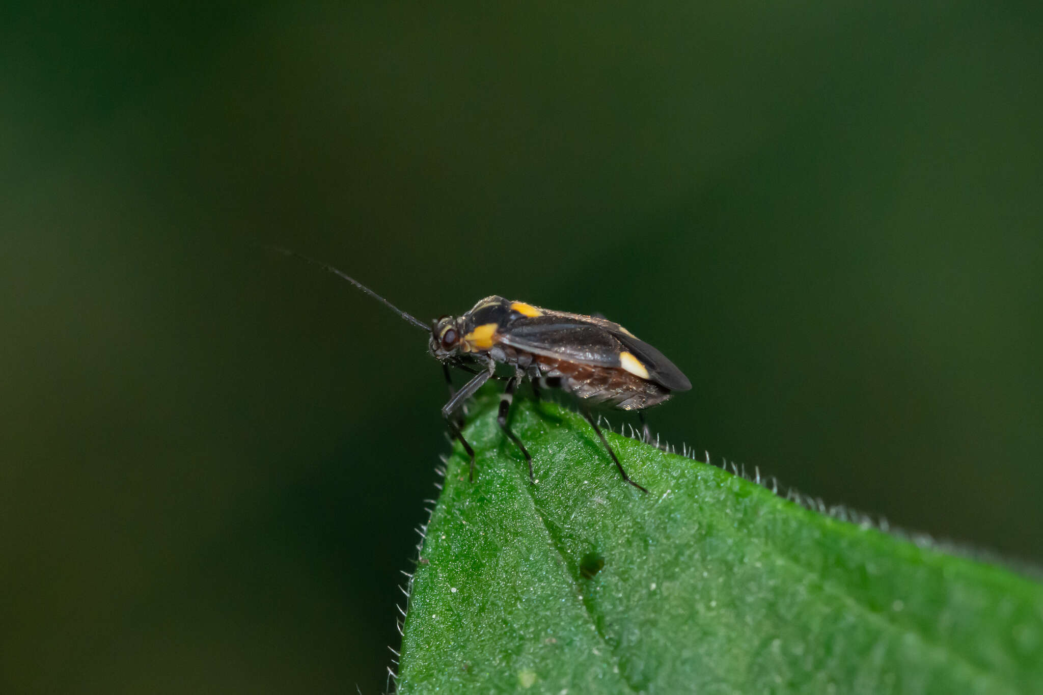 Image of Capsodes flavomarginatus (Donovan 1798)