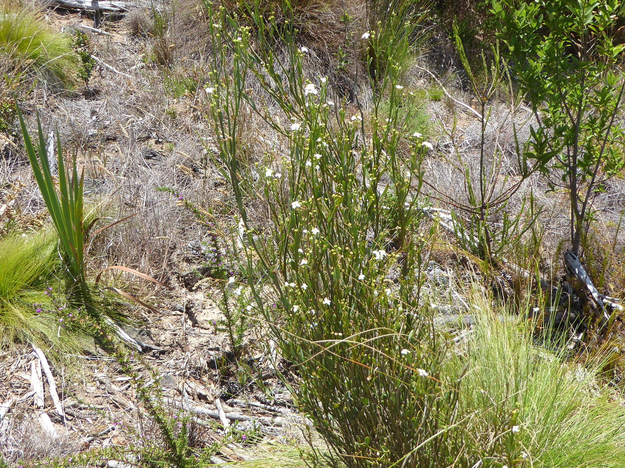 Слика од Montinia caryophyllacea Thunb.