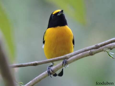 Euphonia minuta Cabanis 1849的圖片