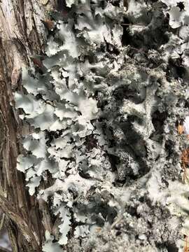 Image of parmotrema lichen