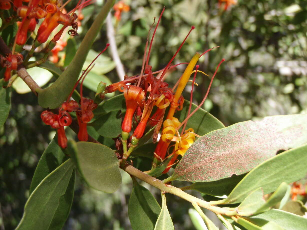 Image of Matches mistletoe