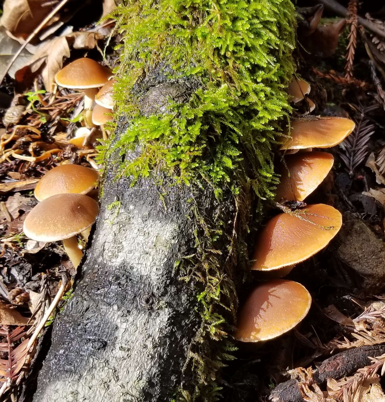 Image of Psathyrella piluliformis (Bull.) P. D. Orton 1969