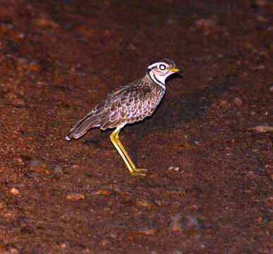 Image of Three-banded Courser