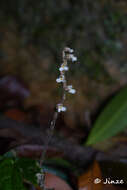 Image of Zeuxine parvifolia (Ridl.) Seidenf.