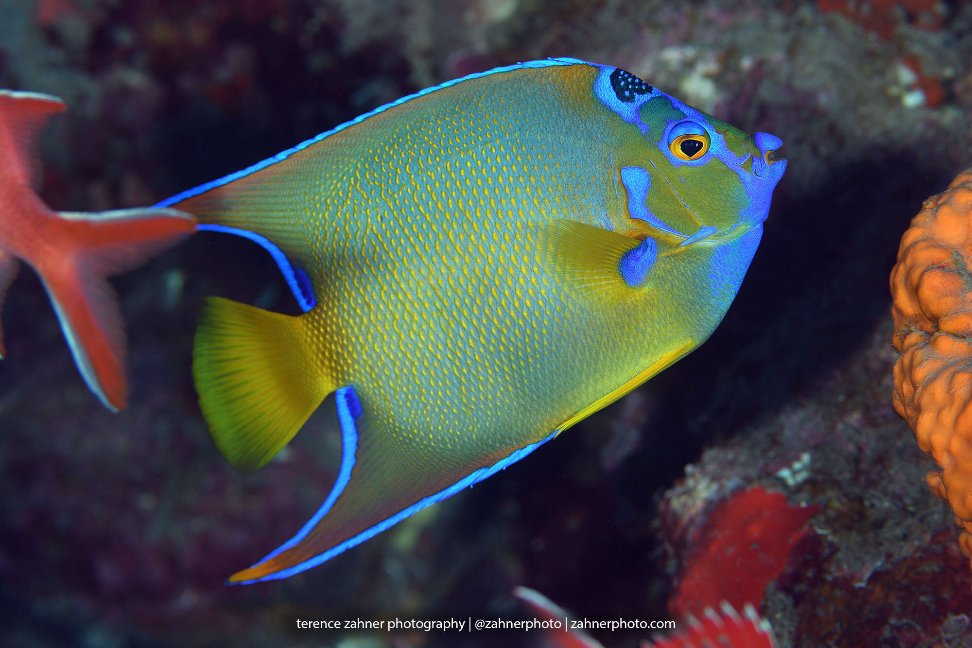 Image of Angelfish