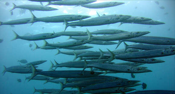 Image of Yellowtail barracuda