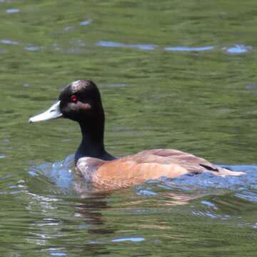 Image of Southern Pochard