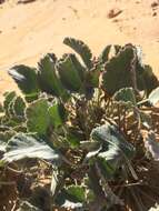 Image of Pelargonium ovale (Burm. fil.) L'Her.