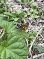 Philanthus triangulum diadema (Fabricius 1781)的圖片