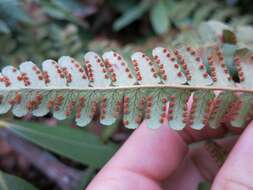 Image of marginal woodfern