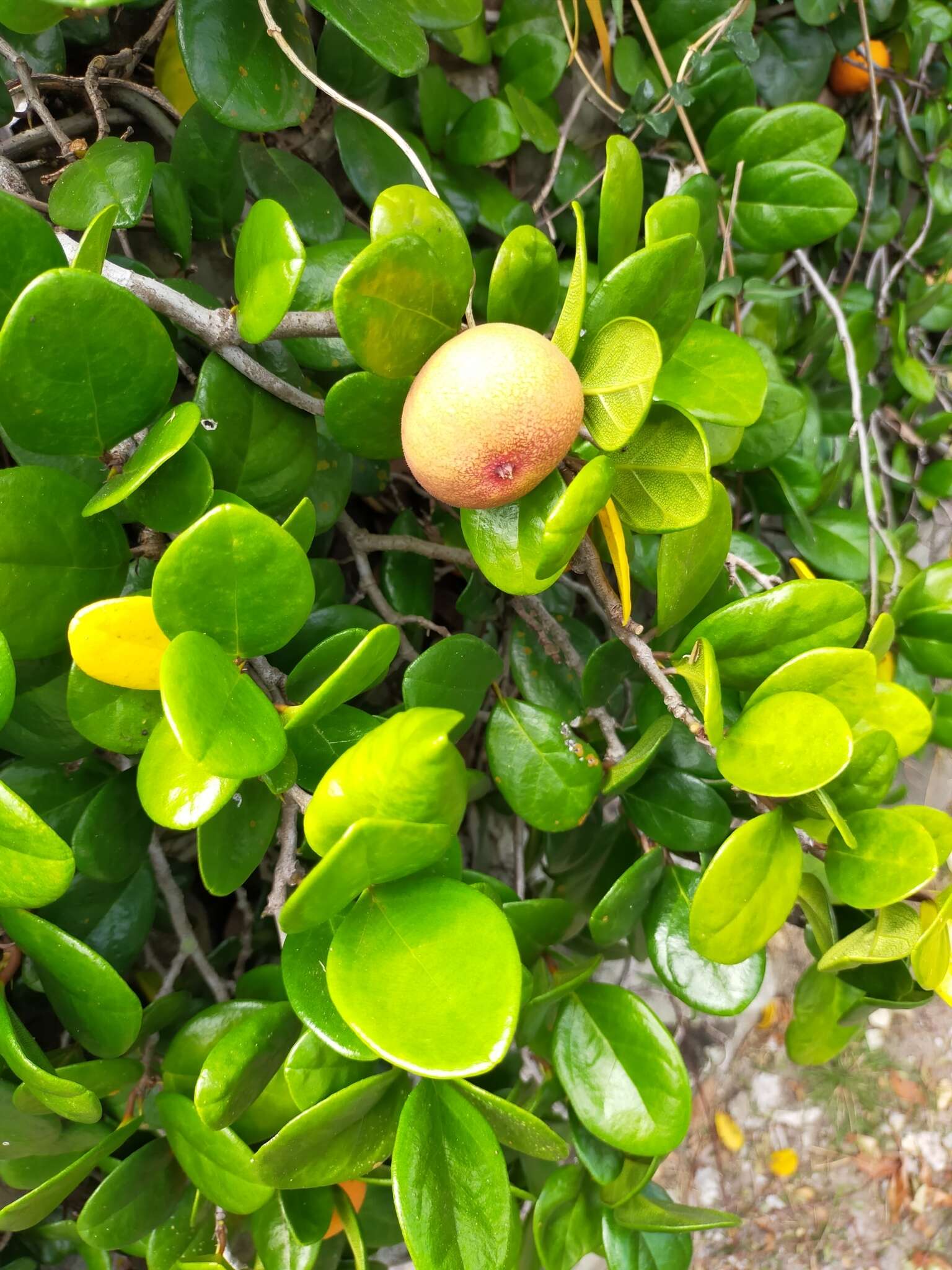 Слика од Ficus aurantiaca var. parvifolia