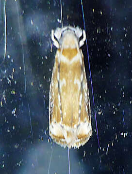 Image of Dancing moth