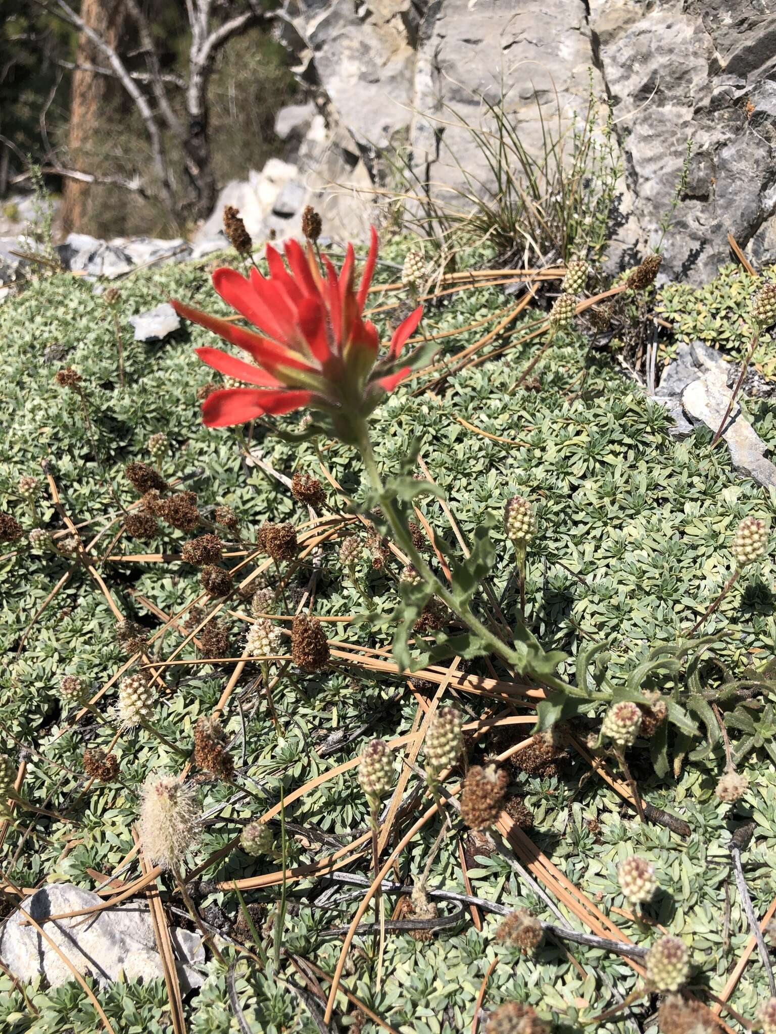 Слика од Castilleja martini var. clokeyi