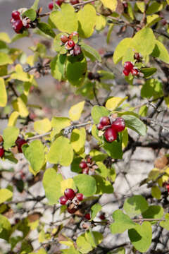 Image de Lonicera iberica M. Bieb.