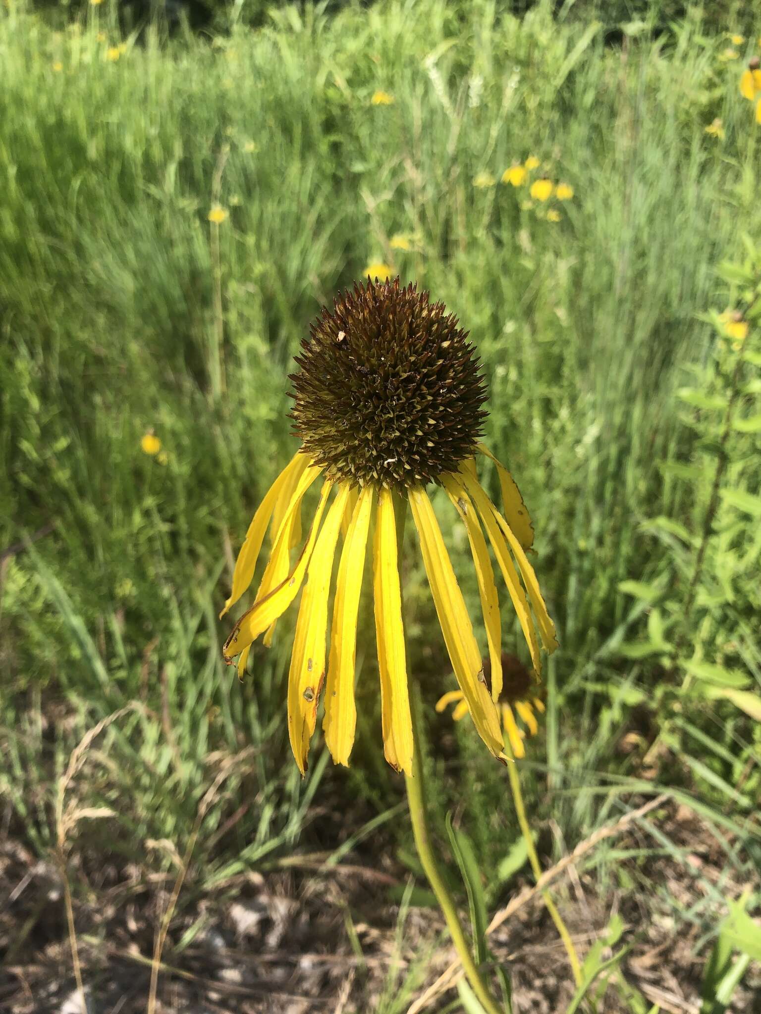 صورة <i>Echinacea <i>paradoxa</i></i> var. paradoxa