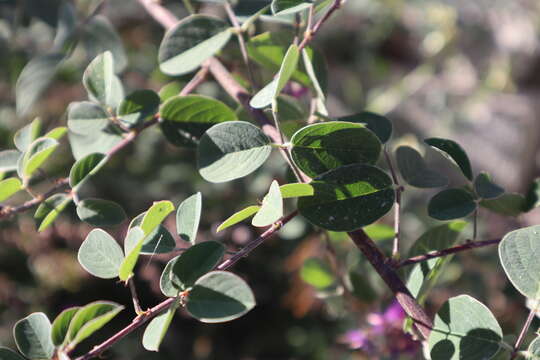 Imagem de Desmodium distortum (Aubl.) J. F. Macbr.