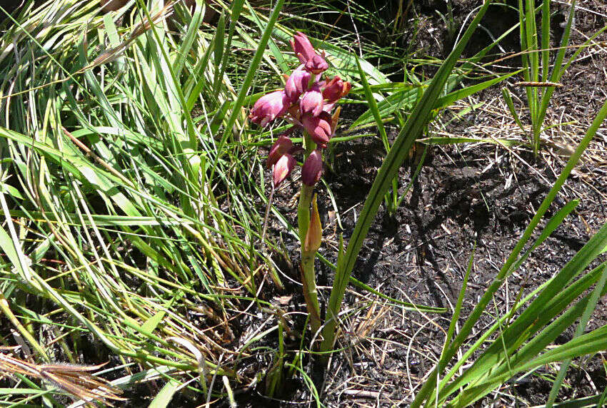 Image of Eulophia aculeata (L. fil.) Spreng.