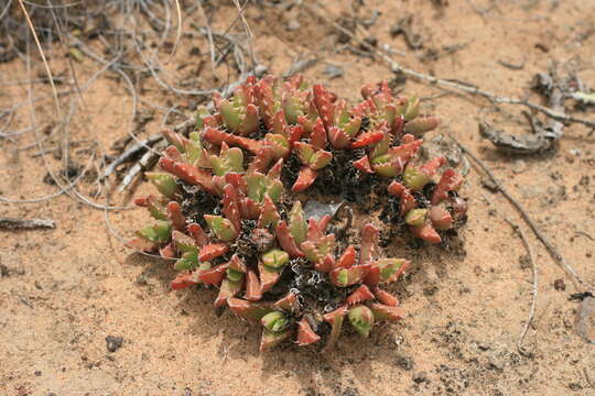 صورة Faucaria felina (Weston) Schwant. & Jacobsen