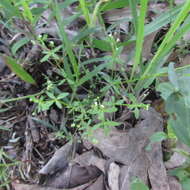 Galium tinctorium L. resmi