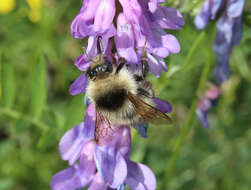 Image of Bombus veteranus (Fabricius 1793)