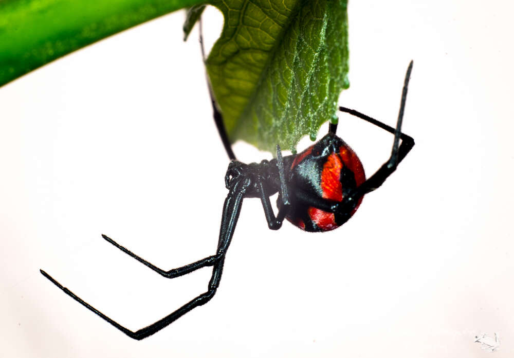 Plancia ëd Latrodectus corallinus Abalos 1980