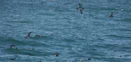 Image of Black-vented Shearwater