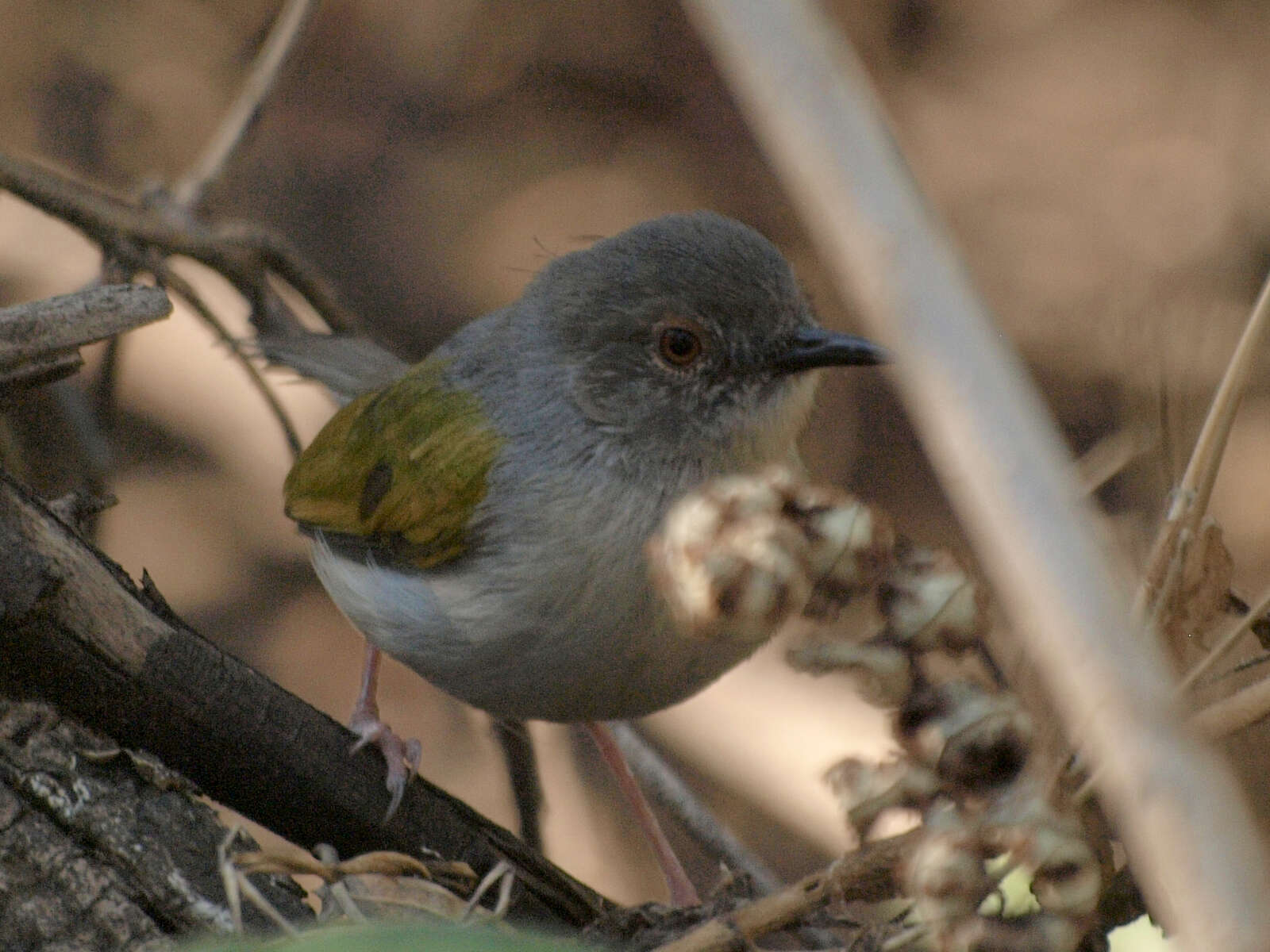 <i>Camaroptera brachyura sharpei</i>的圖片