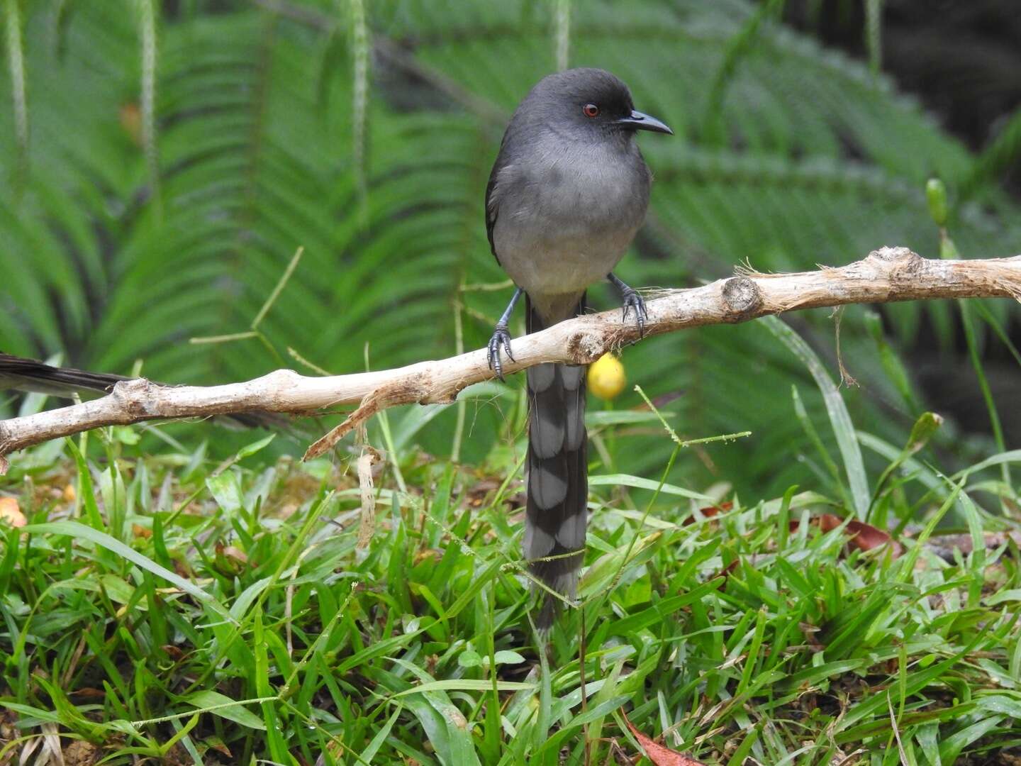 Image of Long-tailed Sibia