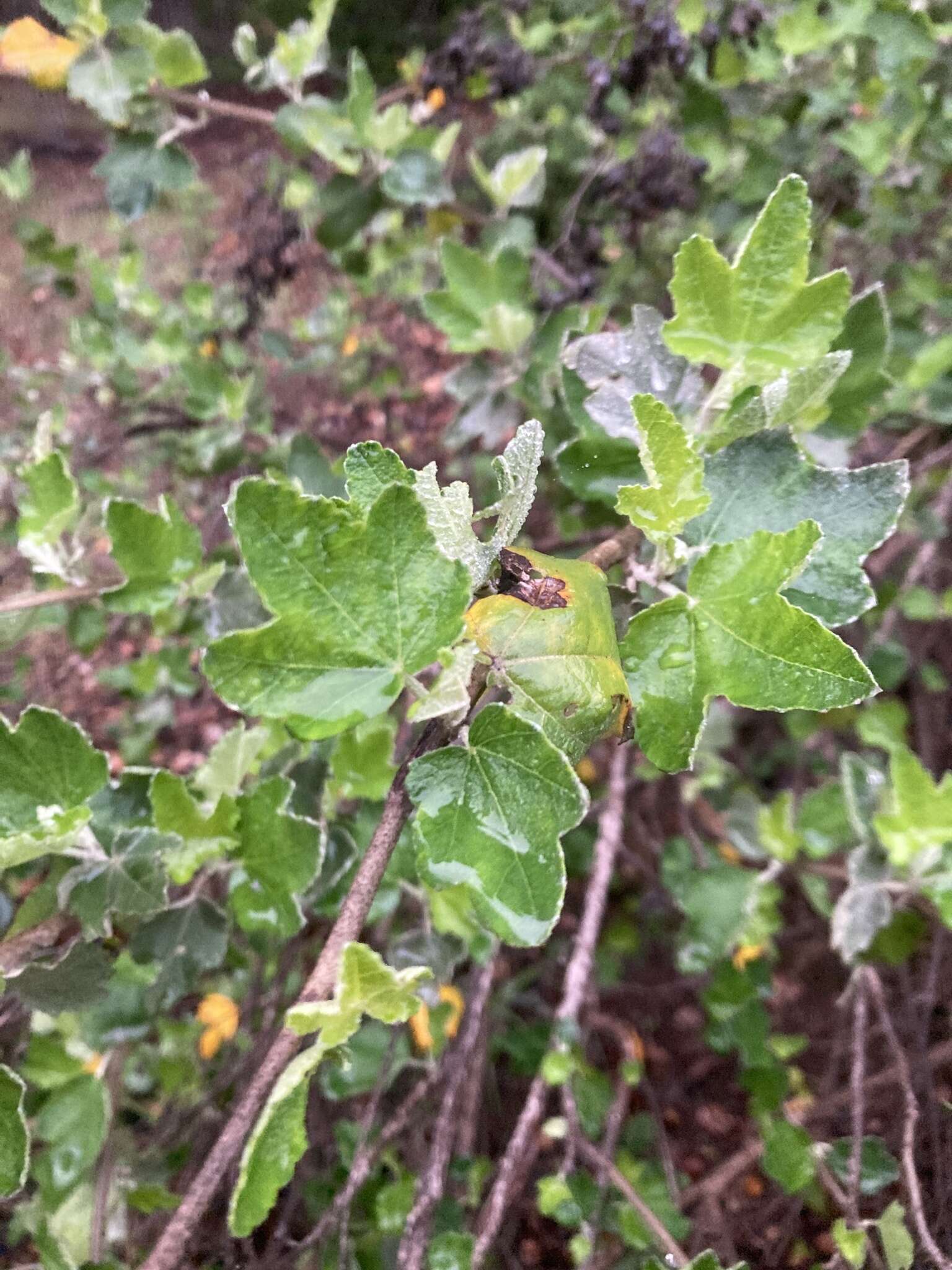 Sivun Malacothamnus fasciculatus (Nutt. ex Torr. & Gray) Greene kuva