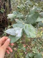 Sivun Eucalyptus globulus subsp. maidenii (F. Müll.) Kirkpatrick kuva