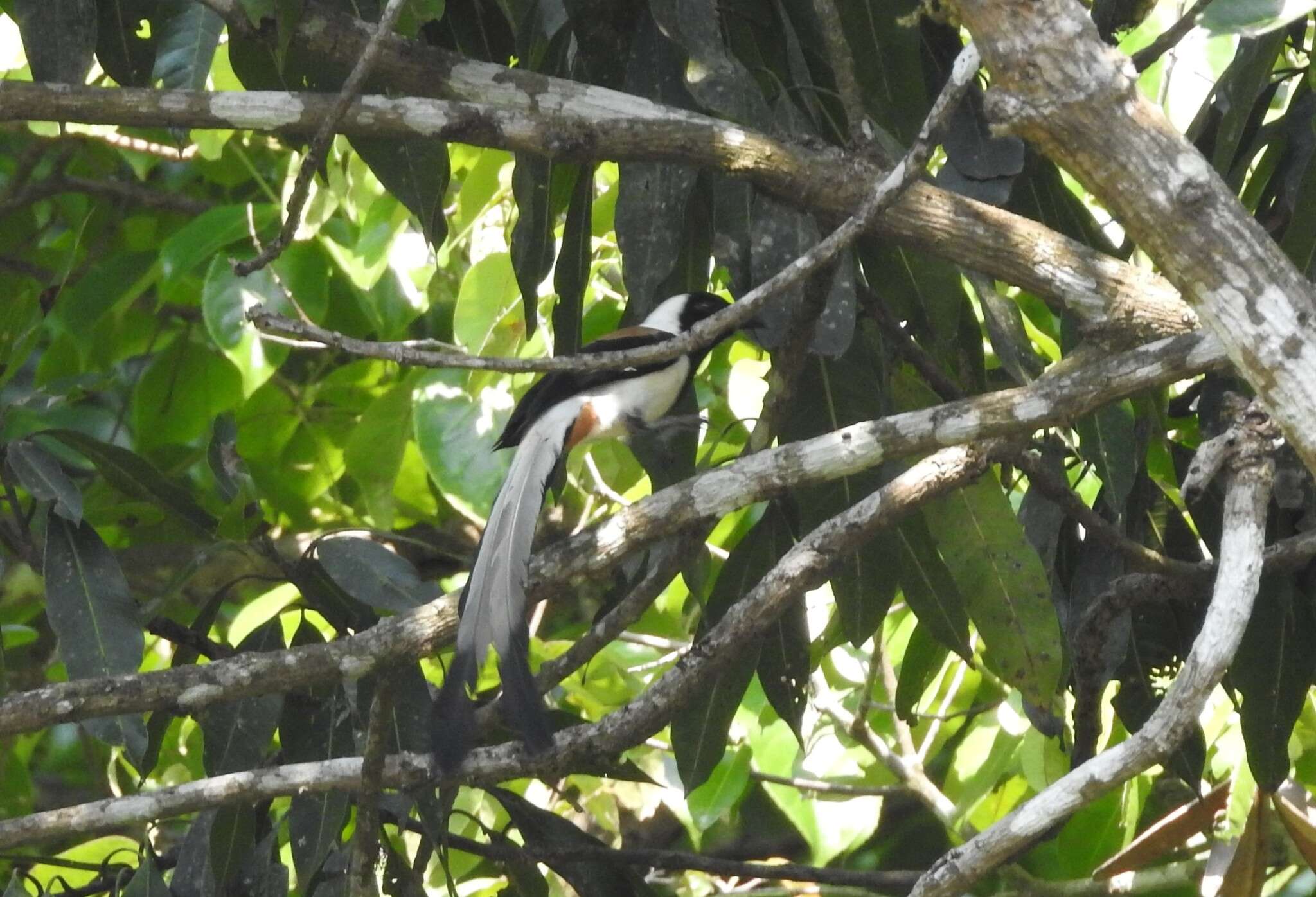 Image of White-bellied Treepie