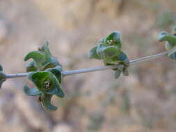 Image of Nucularia perrinii Batt.