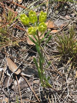 Image of Savannah Milkweed