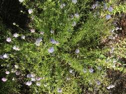 Image of Feay's prairie clover