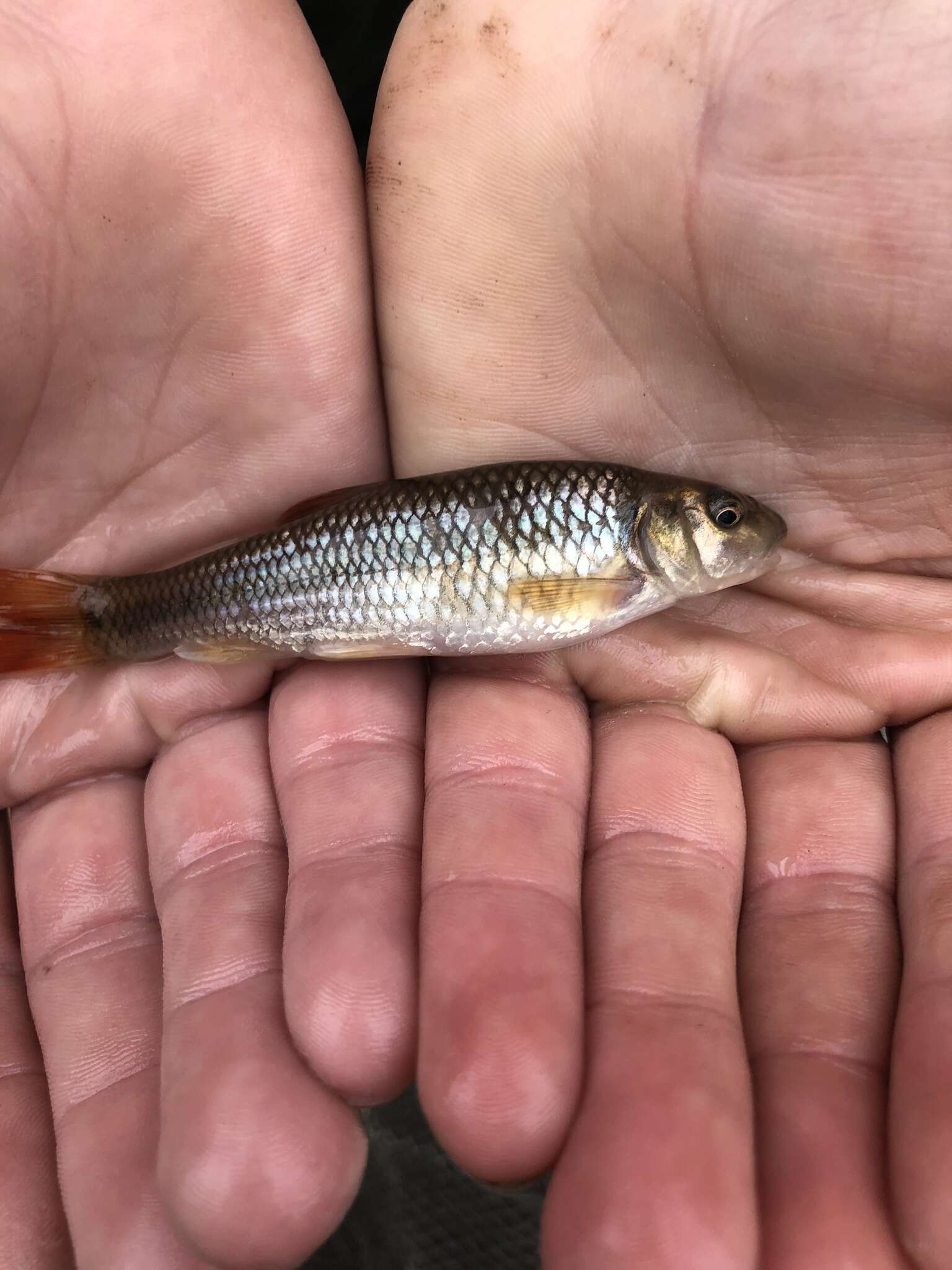 Image of Bluehead Chub