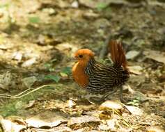 Image of Madagascan Flufftail