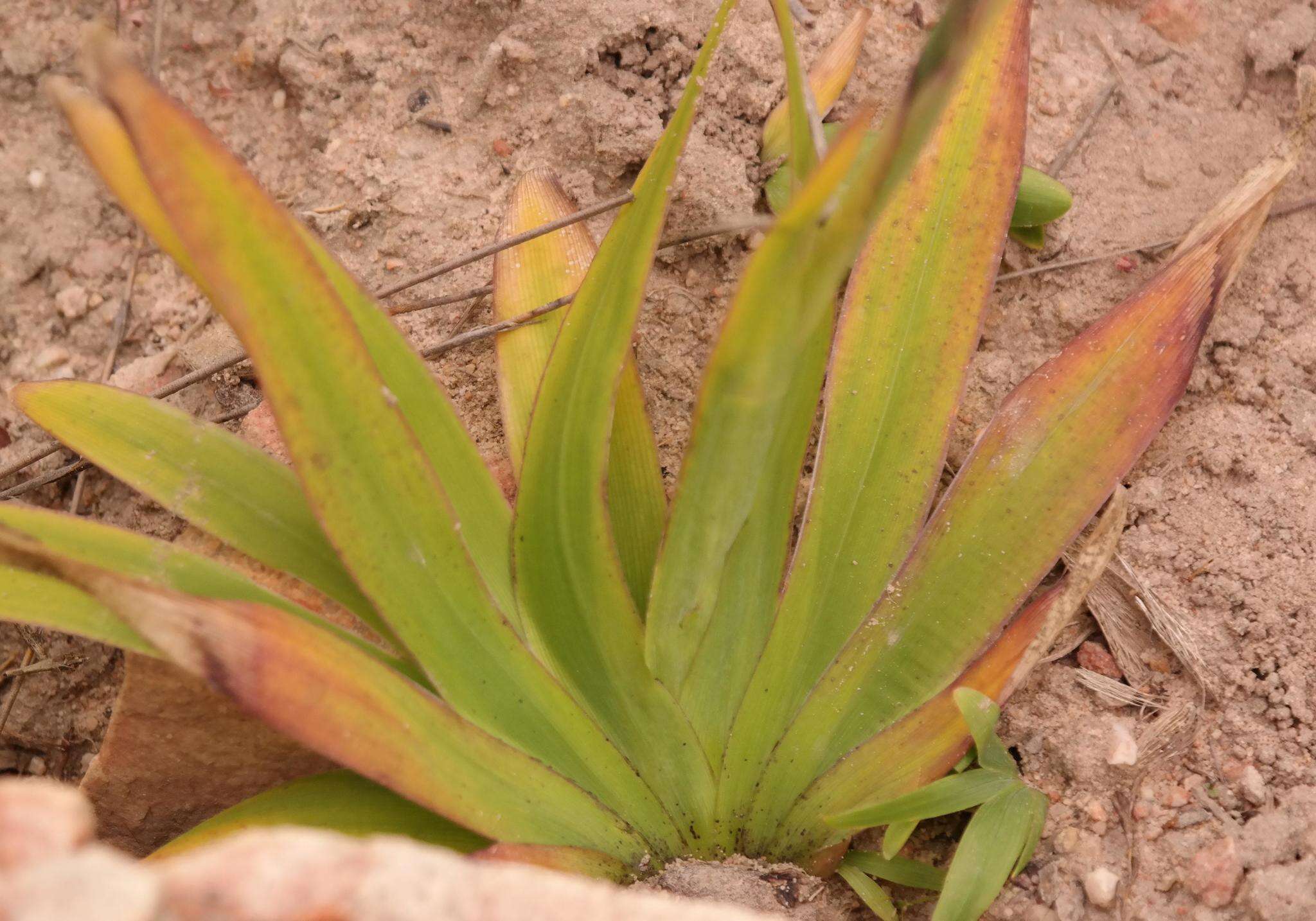 Image of Sparaxis roxburghii (Baker) Goldblatt