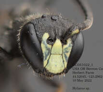 Image of Hylaeus mesillae (Cockerell 1896)