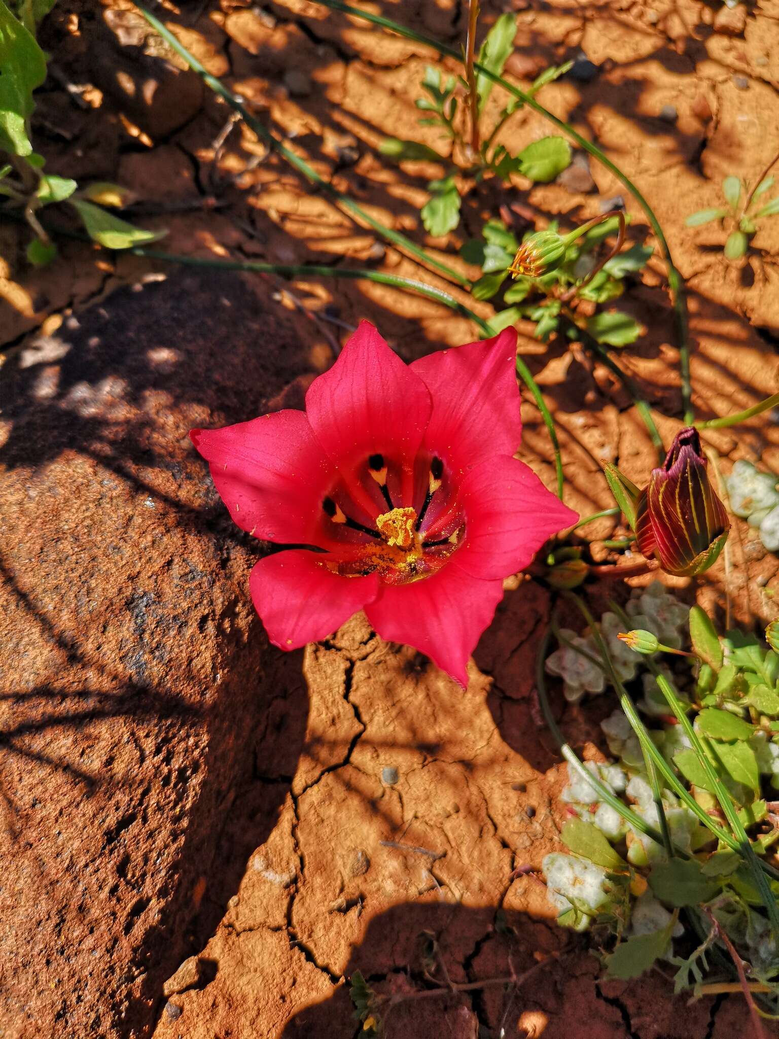 Image of Romulea monadelpha (Sweet ex Steud.) Baker