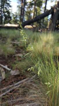 Festuca arizonica Vasey resmi