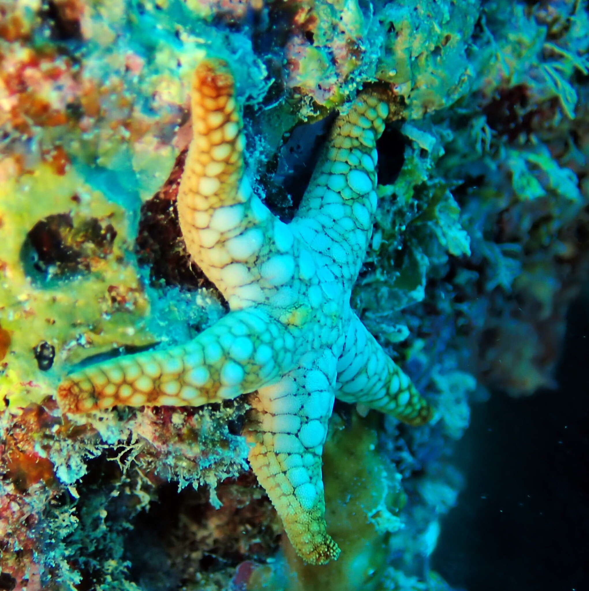 Image of Orange spotted purple sea star